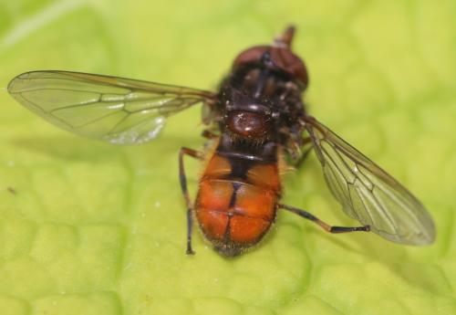 Réf. 356 520 : Rhingia campestris